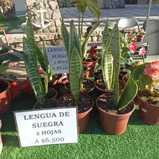 Lindas Plantas De Interior 