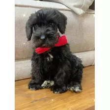 Schnauzer Cachorro Macho Y/o Hembras