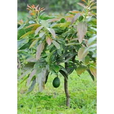 Planta Arbol De Palta Fuerte Arboles Frutales