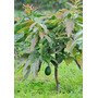 Primera imagen para búsqueda de arboles frutales