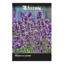 Sementes De Alfazema Ou Lavanda