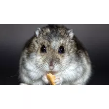 Hamster Rusos Bebes
