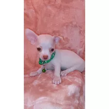 Chihuahuas Macho