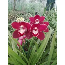 Semilla De Orquidea Roja Cymbidium.