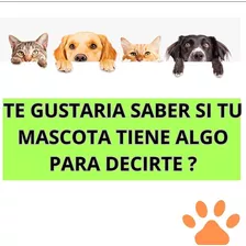 Registros Akashicos Para Mascotas