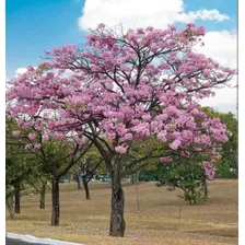 Semillas De Guayacan Morado Unidades × 50. 