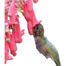 Russélia Ou Flor De Coral - Atrai Borboletas Para Seu Jardim