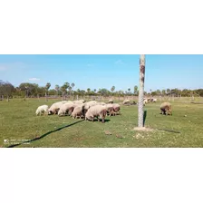 Campo Ganadero 944 Hectareas Manuel Belgrano Formosa