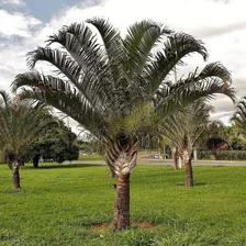 200 Sementes De Palmeira Triangular Com Frete Grátis