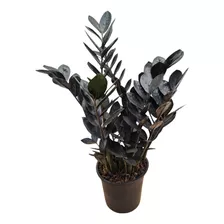 Planta Zamioculca Preta Black Negra - Muda Queen Zamiifolia