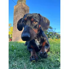 Dachshund (salchicha) Amoroso, Amigable, Leal E Inteligente