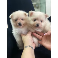 Pomeranias Machos