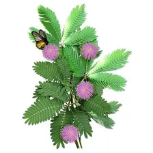 50 Semente Dormideira Mimosa Pudica Sensitiva Carta Registra