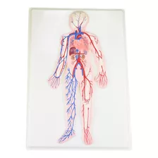 Lámina De Sistema Circulatorio, Anatomía Educación Medicina