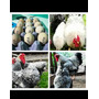 Segunda imagen para búsqueda de gallinas