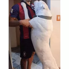 Perros Dogos Argentinos