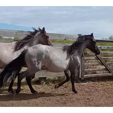 Cabaña Don Alfredo Hermosas Potras De Pedigree Solis Gde