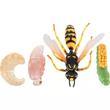 Cabilock Figuras De Insectos Para El Ciclo De Vida De La Ab