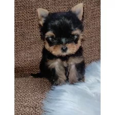 Hembra De Yorkshire Terrier Mini 