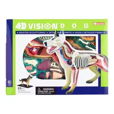 4d Vision - Modelo Anatomia Cachorro - 4d Master 