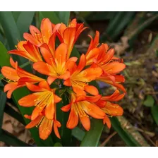 Clivia Naranjo Floreciendo Todos Los Años, Va Con 2 Hijuelos