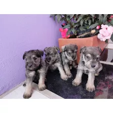 Precio Especial Schnauzer Mini Oferta