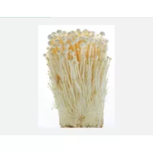 Enokitake (flammulina Velitupes) -micelio/semilla 1kg