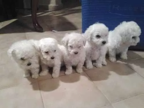 Preciosos Cachorros Poodle Miniaturas A-1, Padres Importados