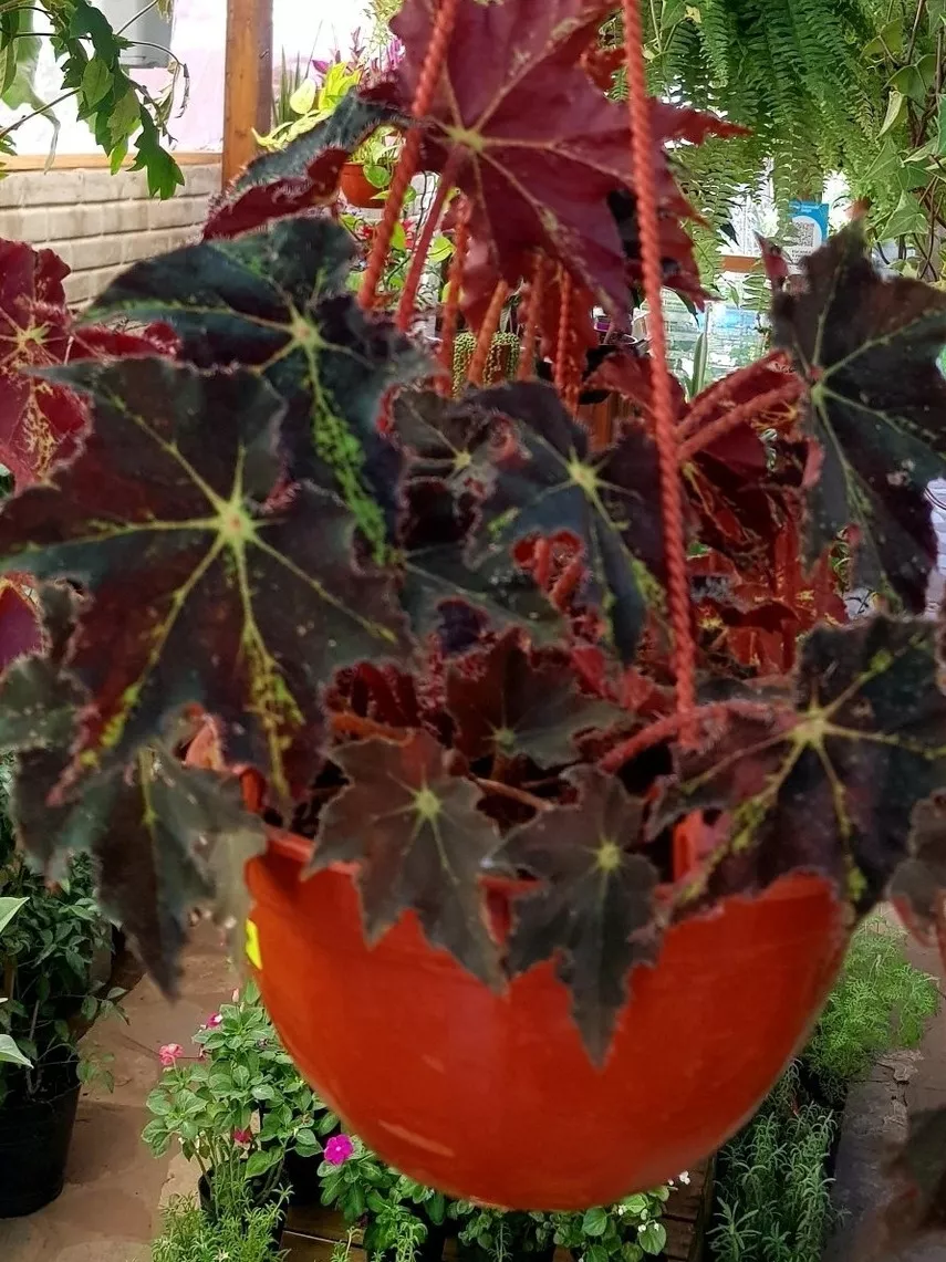 Begonia - Plantas en . . Sur | Mebuscar Argentina