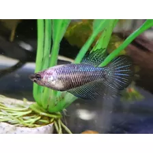 Pez Betta Hembra Splendens 