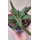 Gasteria Flow Spiky Aloe