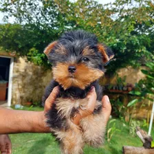 Cachorros Yorkshire Terrier