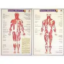 Mapa Sistema Muscular 