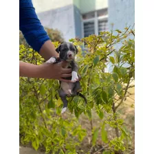 Cachorro Pitbull Blue