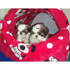 Shitzu Hembra Shih Tzu Shihtzu Mini 350 Pureza Garantizada