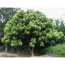 50 Sementes P Muda Árvore Sabonete Saboneteira Salta Martim
