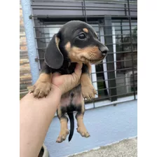 Vendo Cachorro Salchicha Mini