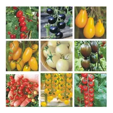 Super Combo Semillas Tomates Cherrys Raros!! 9 Variedades!