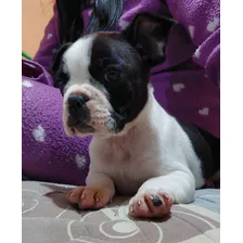 Cachorro Boston Terrier