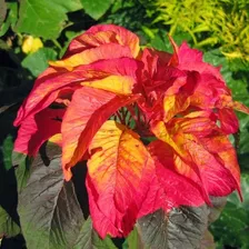 Sementes De Amaranto Bicolor Molten Fire Vasos Jardins Horta