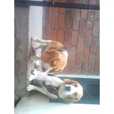 Servicio De Monta Beagle Tricolor