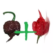 100 Sementes Carolina Reaper Chocolate + Carolina Red+brinde