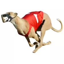 Planilha Corrida De Galgos Bet365 