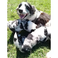 Cachorros ,blue Merle, Border Collie, Línea De Trabajo..