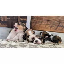 Hermosos Cachorros Beagle Enanos Inscritos 