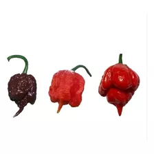 150 Sem Carolina Reaper Chocolate + Carolina Red + Trinidad 