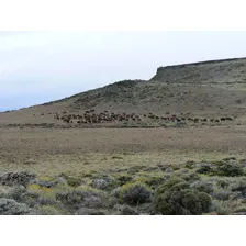 Campo En Santa Cruz Argentina 35000has Ganadero Agricola Tosquera