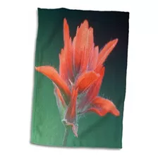 3d Rose Indian Paintbrush-olympic National Park-washington-