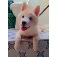 Cachorra De 4 Meses Raza Samoyedo 