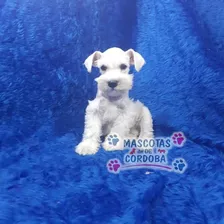 Venta De Schnauzer Miniatura Blanco En Veracruz